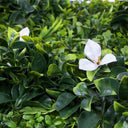 Jardín Vertical EXOTIC 100×100