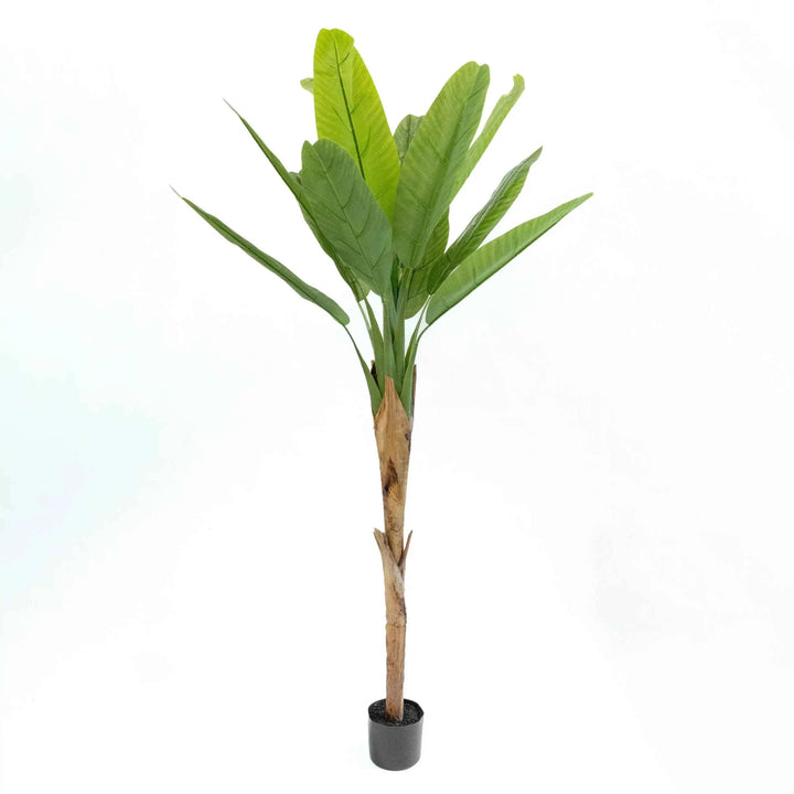Planta Artificial Platanera 180cm