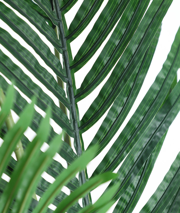 PLANTA ARECA