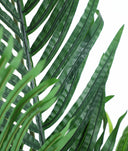 PLANTA ARECA