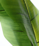 PLANTA BANANERA