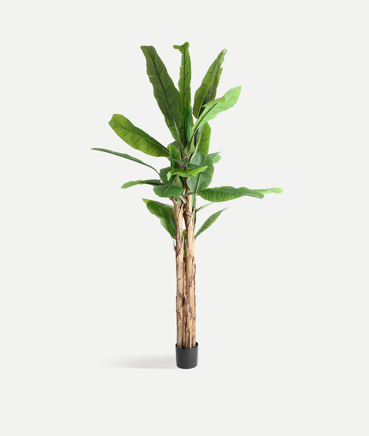 PLANTA BANANERA