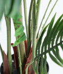 PLANTA ARECA