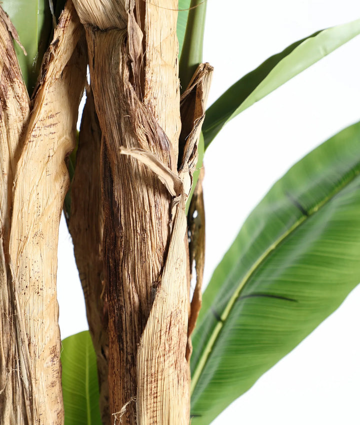 PLANTA BANANERA
