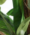 PLANTA BANANERA
