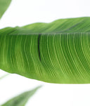 PLANTA BANANERA
