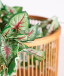 Juego de 3 macetas de fibras naturales artesanal ARTEAGA