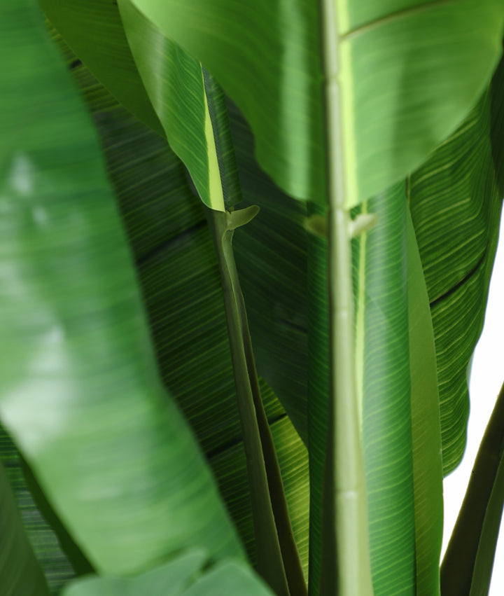 BANANA PLANT