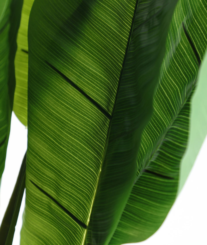 BANANA PLANT