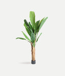 BANANA PLANT