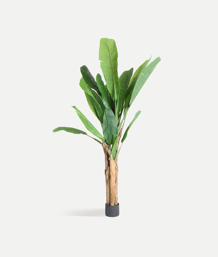 BANANA PLANT