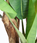 planta bananera, vista 2