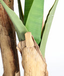 planta bananera
