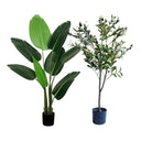 Pack Olivo 120 cm + Ave del Paraíso 120 cm
