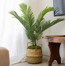 Pack Palmera Areca 110cm + Cesto Maceta 27cm + Musgo