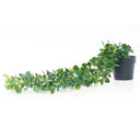 Planta Artificial Colgante con Maceta 63 cm