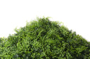 Jardín Vertical Artificial Amazonas – Pack 4 Paneles 50x50cm (1m²)