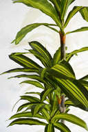 Planta Artificial Dracena 180cm