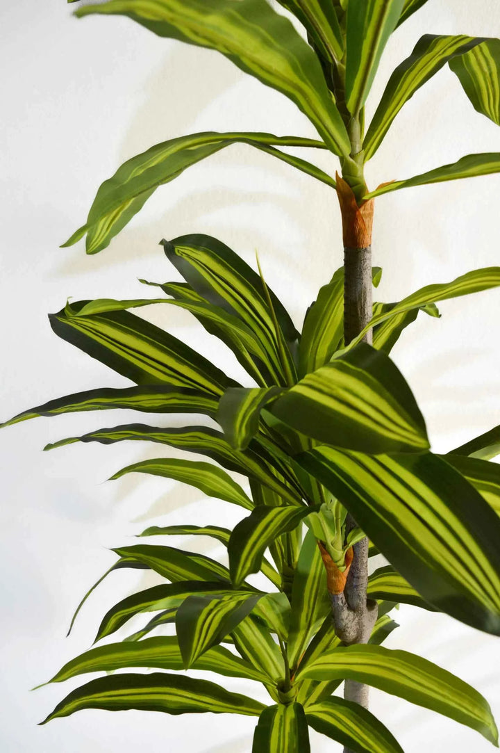 Planta Artificial Dracena 180cm