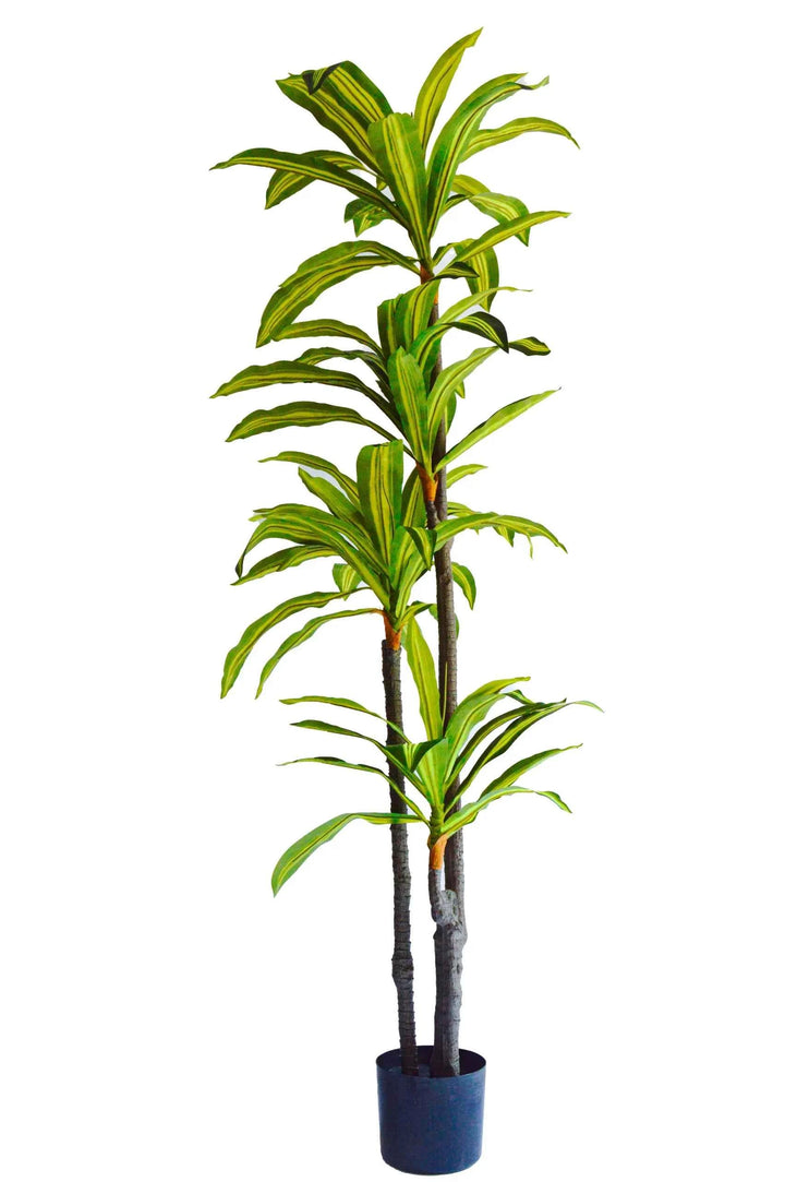 Planta Artificial Dracena 180cm