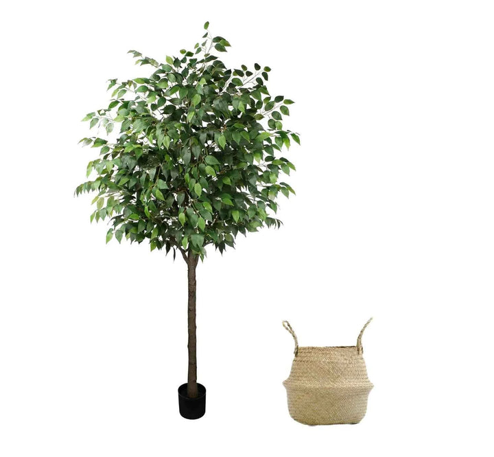 Pack Ficus 180 cm + Cesto Mimbre 32 cm
