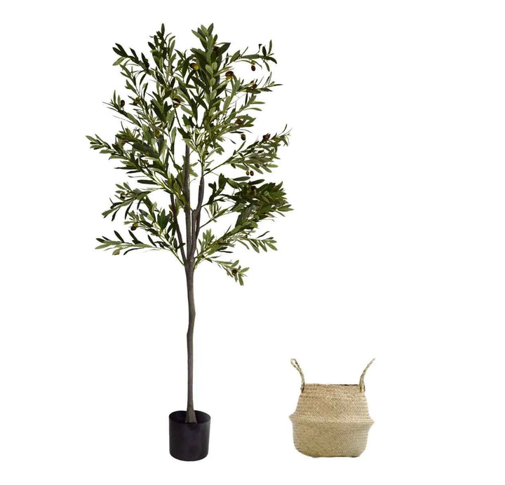 Pack Olivo 150 cm + Cesto Mimbre 32 cm