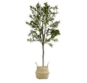 Pack Olivo 150 cm + Cesto Mimbre 32 cm