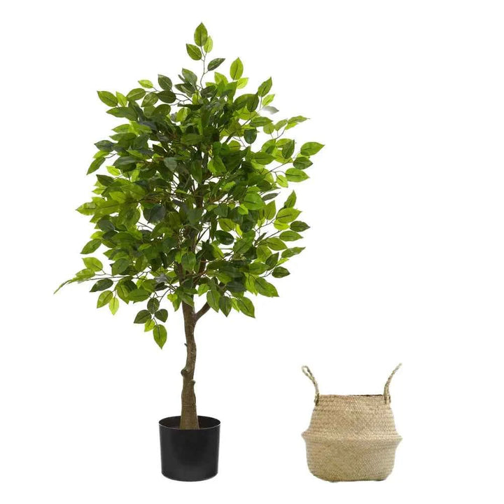 Pack Ficus 150 cm + Cesto Mimbre 32 cm