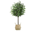Pack Ficus 180 cm + Cesto Mimbre 32 cm