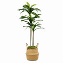 Planta Artificial Dracena 160cm + Cesto Maceta 32cm + Musgo