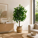 Pack Ficus 150 cm + Cesto Mimbre 32 cm