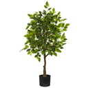 Pack Palmera Areca 160 cm + Ficus 150 cm
