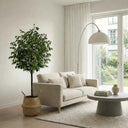 Pack Ficus 180 cm + Cesto Mimbre 32 cm