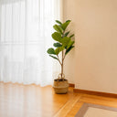 Planta artificial Ficus Hoja de Violín 120 en ambiente decorado (2)