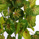 Planta Colgante GERANIO