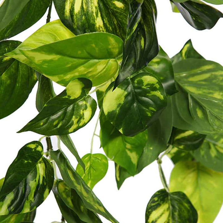Planta Colgante POTHO