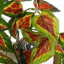 Planta Colgante COLEO