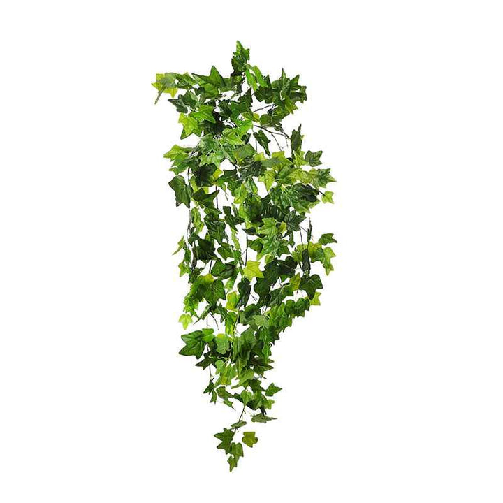Planta Colgante HIEDRA