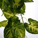 Planta Colgante SINGONIO