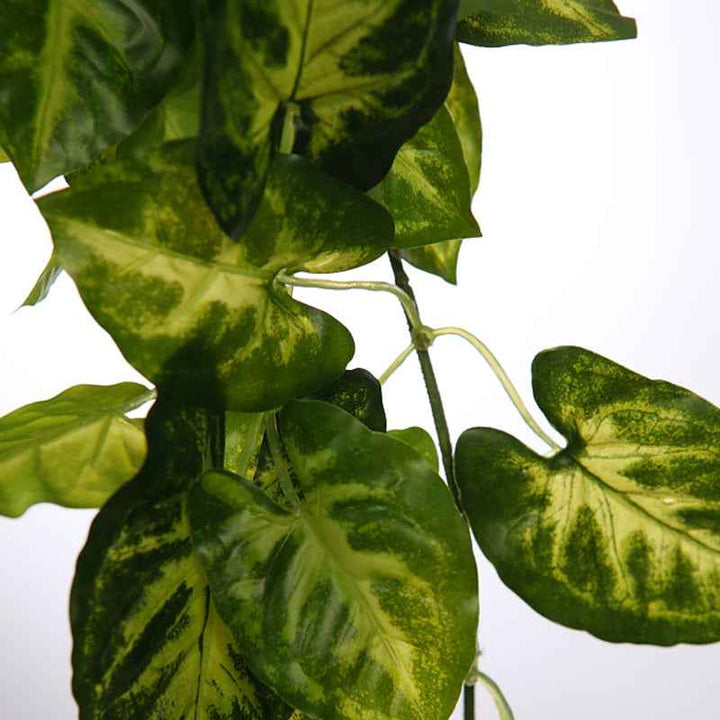 Planta Colgante SINGONIO