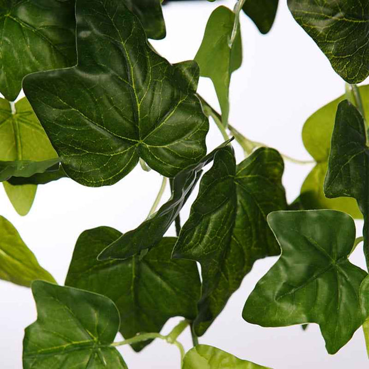 Planta Colgante HIEDRA
