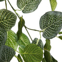 Planta Colgante FITONIA