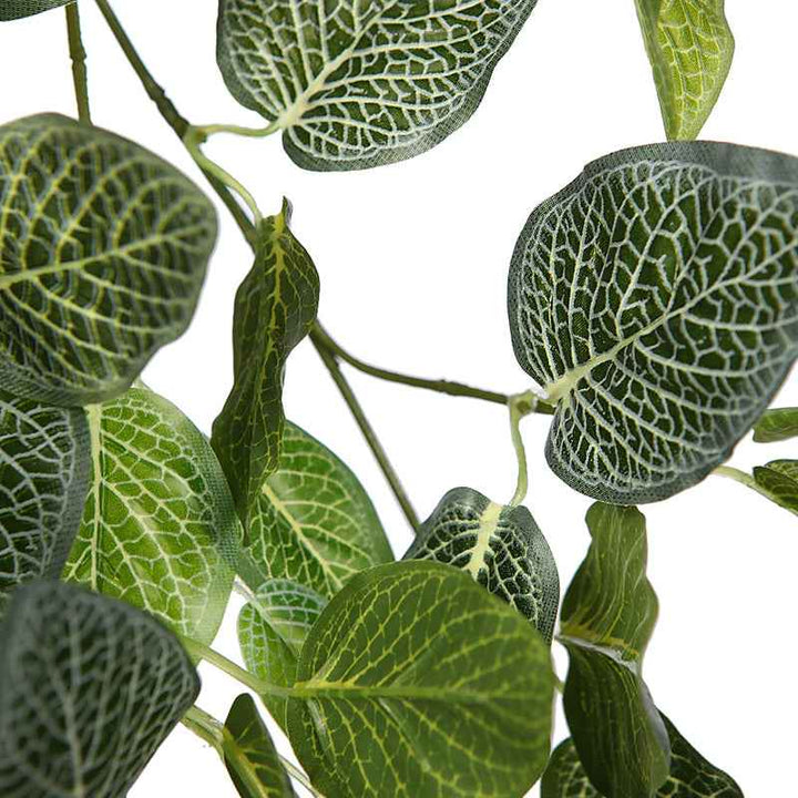Planta Colgante FITONIA