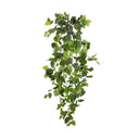 Planta Colgante FITONIA
