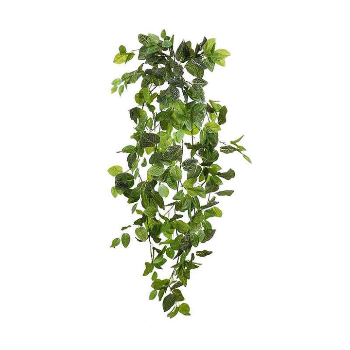 Planta Colgante FITONIA