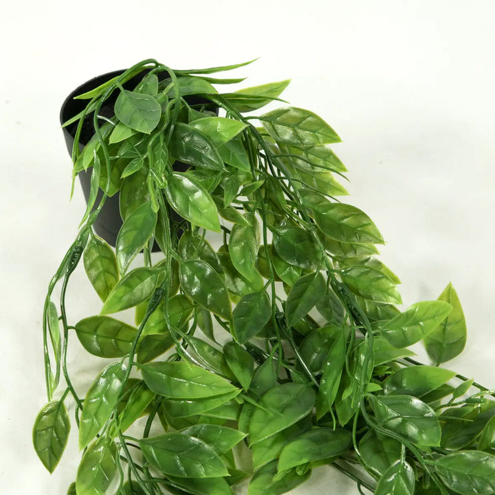 Lapachillo hangplant