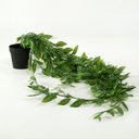 Lapachillo hanging plant