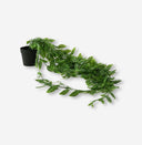 Lapachillo hanging plant