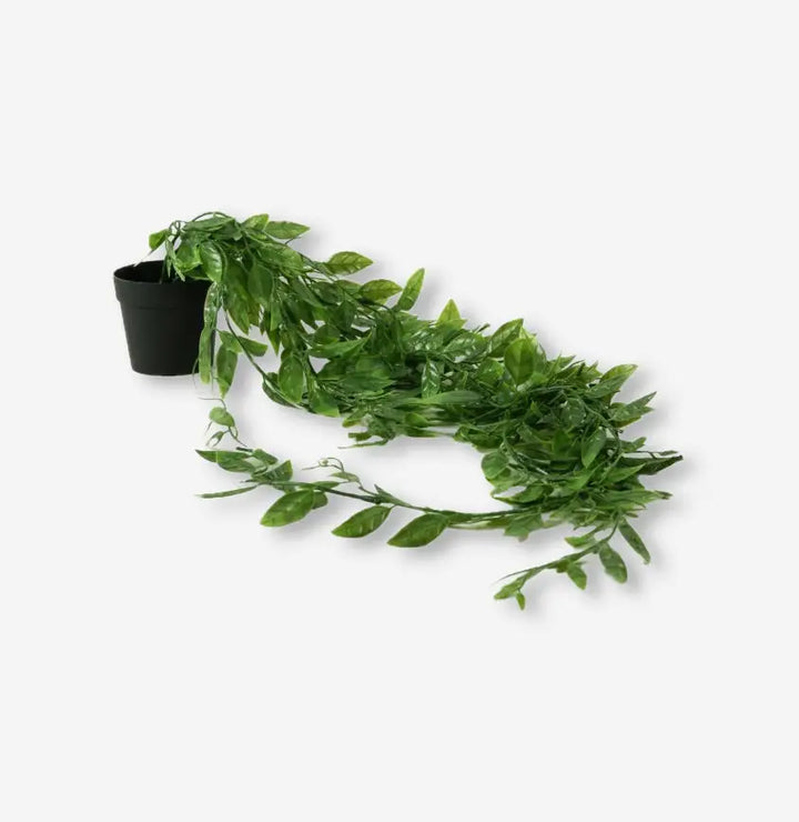 Lapachillo hanging plant