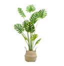 Pack Monstera 160 cm + Cesto Mimbre 32 cm | El Workshop